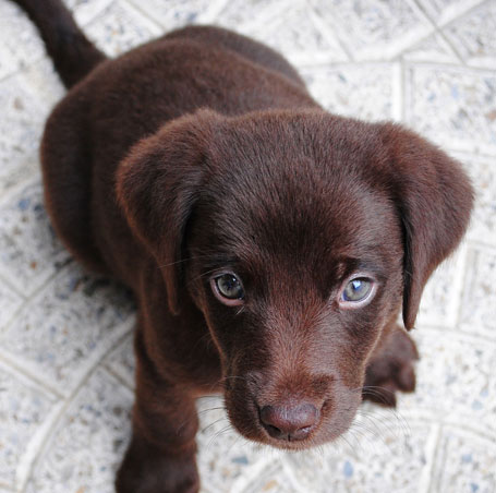 Dog on Flooring